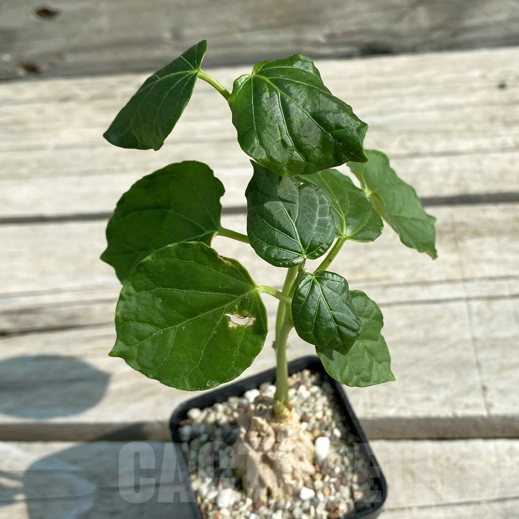 SH9574 Matelea cyclophylla (Gonolobus) - Obrázek 3