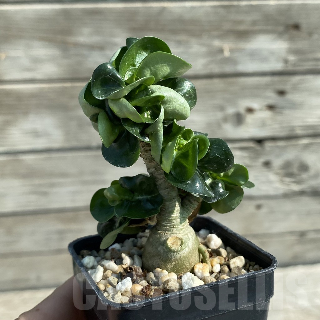 SH9577 Adenium mini - immagine 2