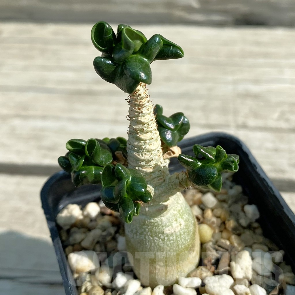 SH9578 Adenium mini