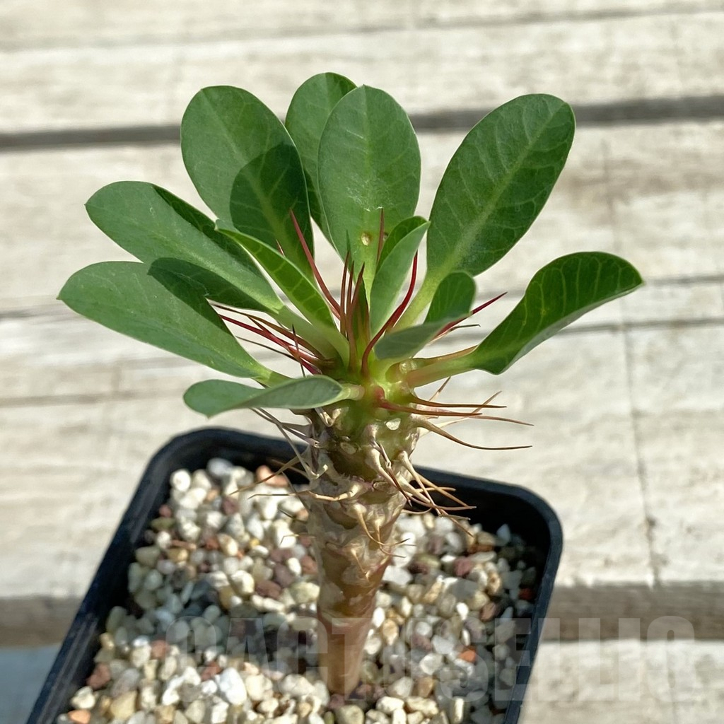 SH9580 Euphorbia guillauminiana - Image 2