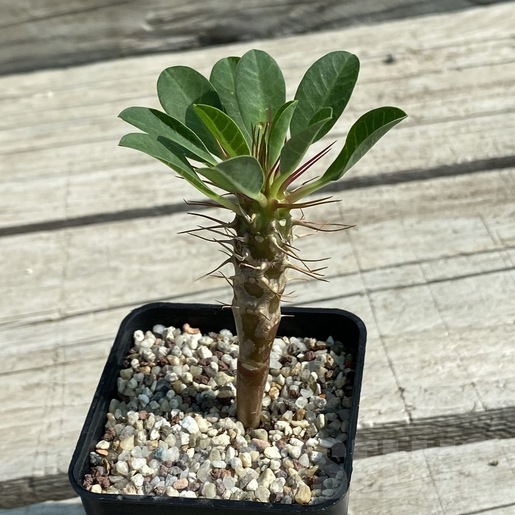 SH9580 Euphorbia guillauminiana - Image 3