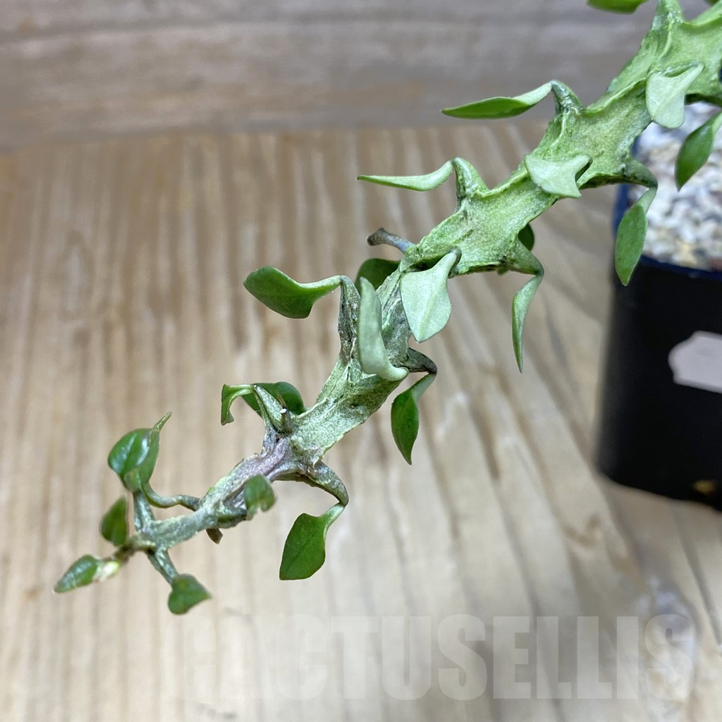 SH9534 Ceropegia simoneae ‘Green Form’