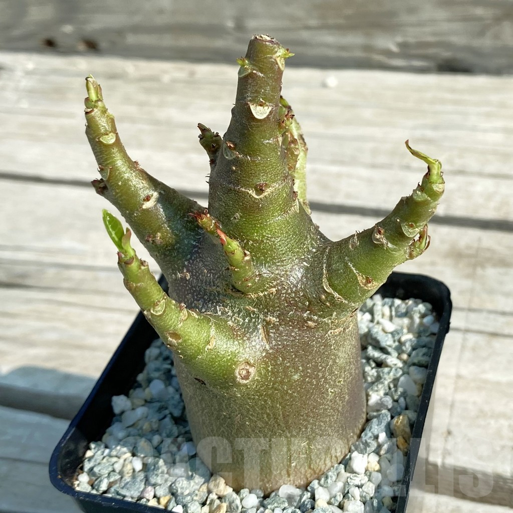 SH9583 Adenium arabicum 'Black Body'