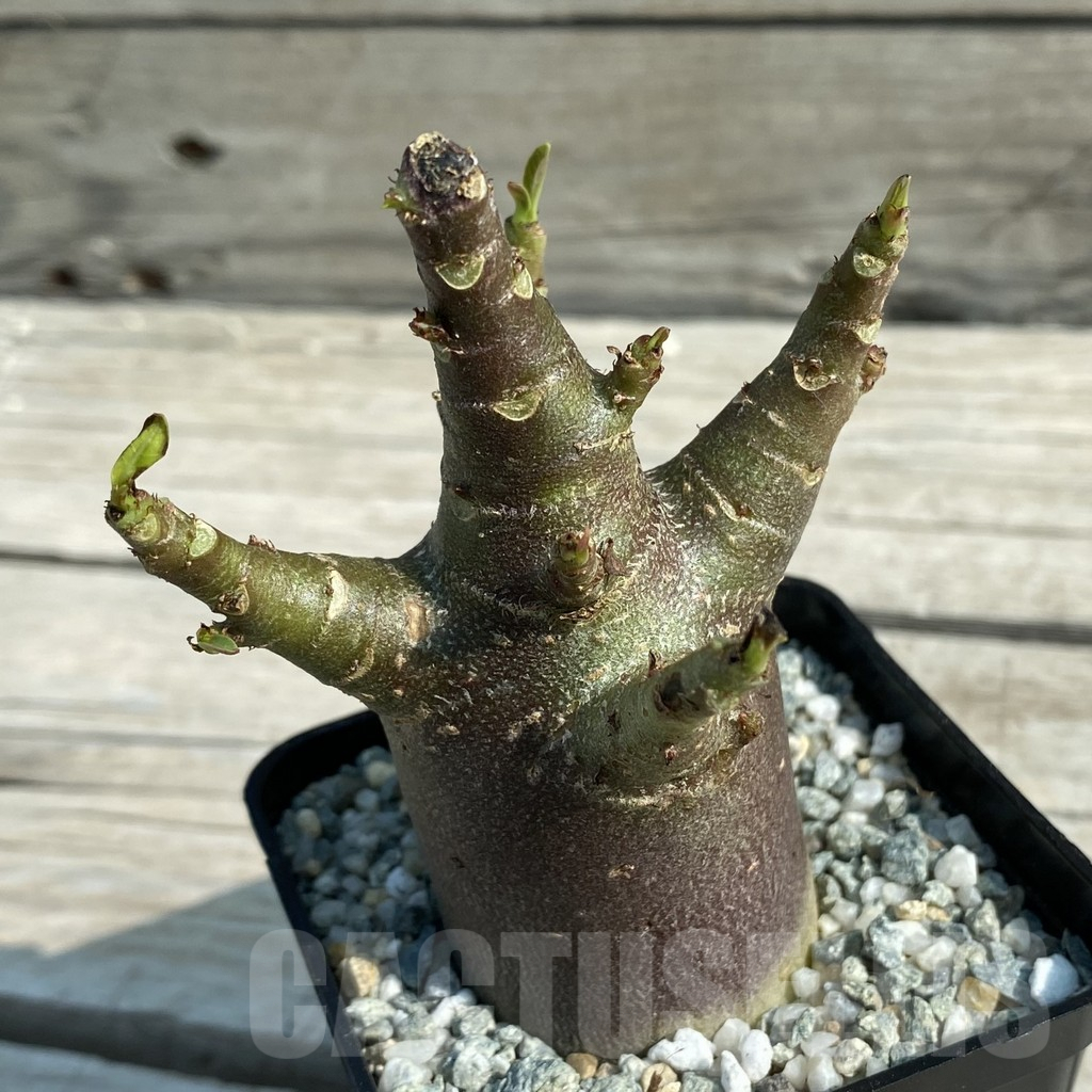 SH9583 Adenium arabicum 'Black Body' - Image 2
