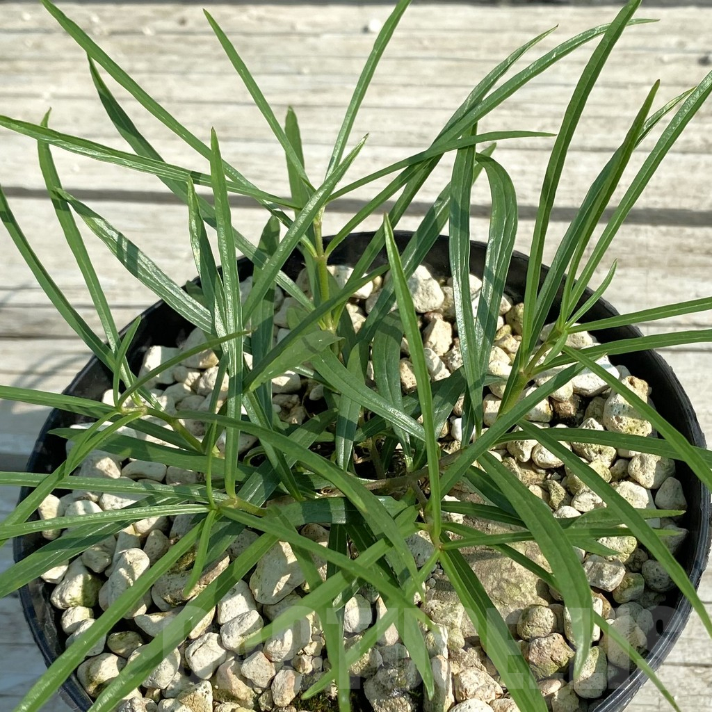 SH9584 Brachystelma plocamoides ES22872