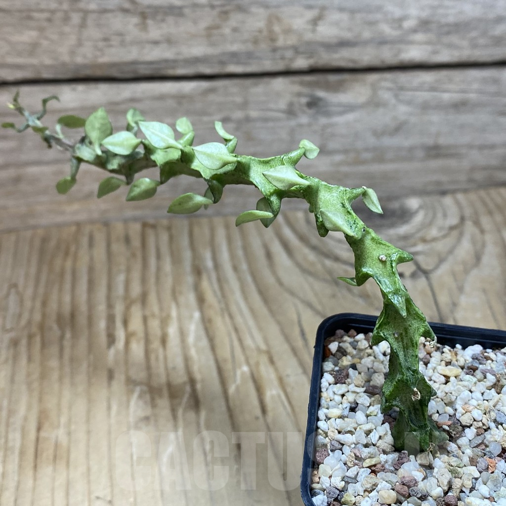 SH9534 Ceropegia simoneae ‘Green Form’ - Зображення 2