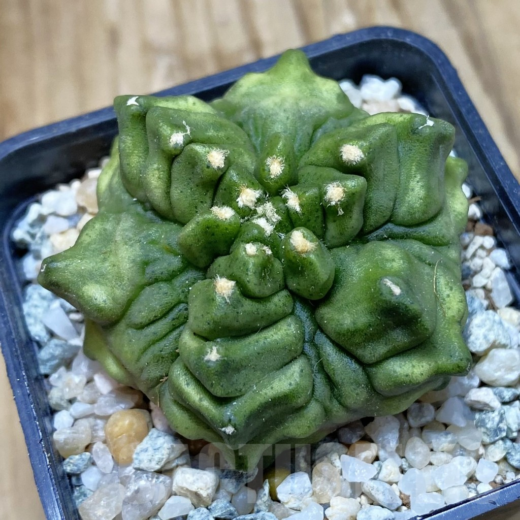 SH9586 Gymnocalycium mihanovichii 'Mulberry'