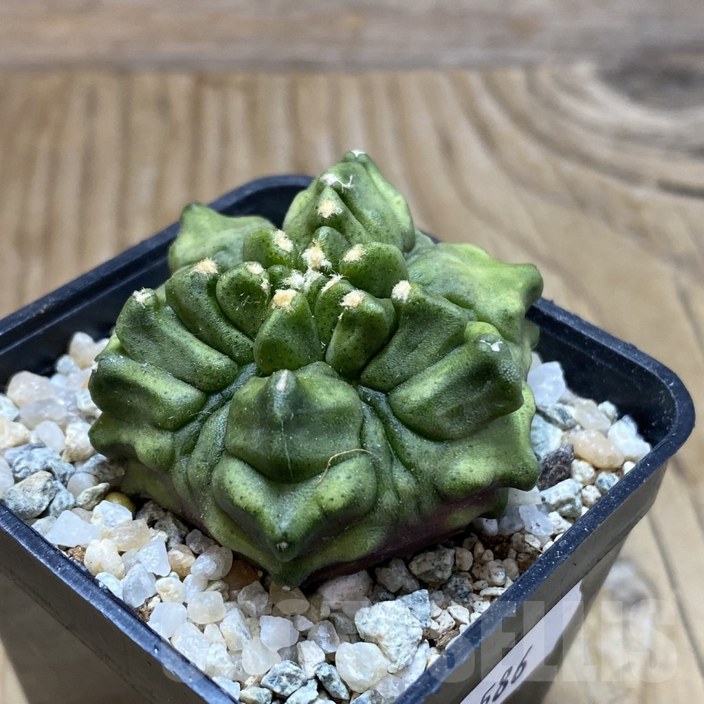 SH9586 Gymnocalycium mihanovichii 'Mulberry' - Image 2