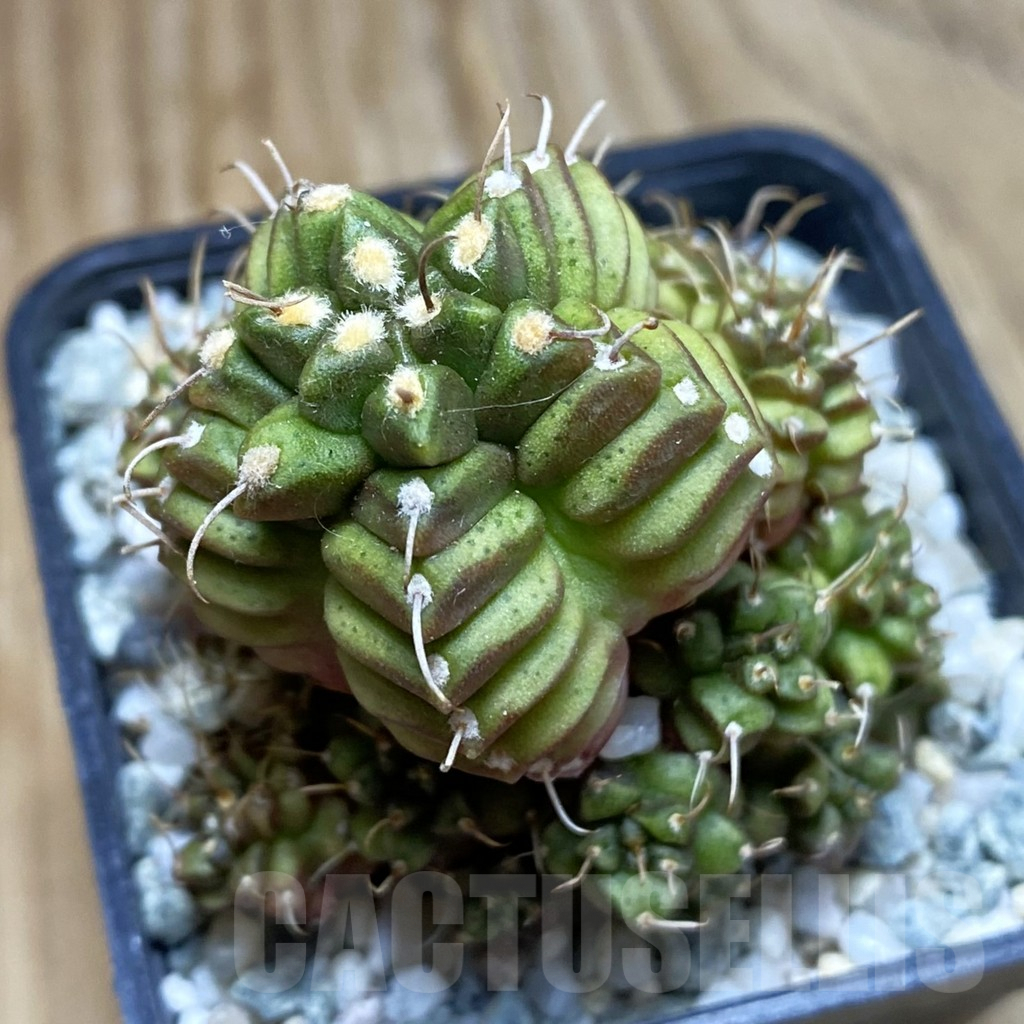 SH9587 Gymnocalycium mihanovichii ‘North Star B'