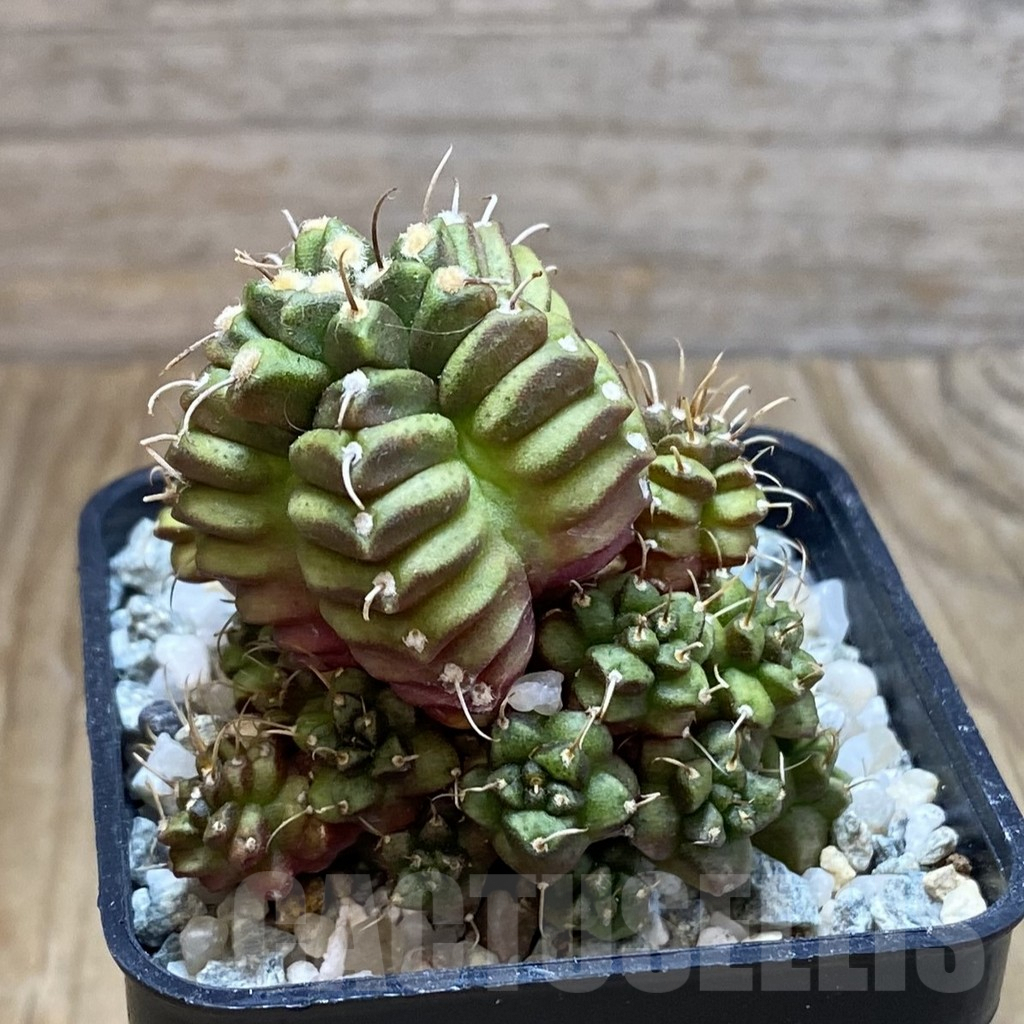 SH9587 Gymnocalycium mihanovichii ‘North Star B' - Image 2