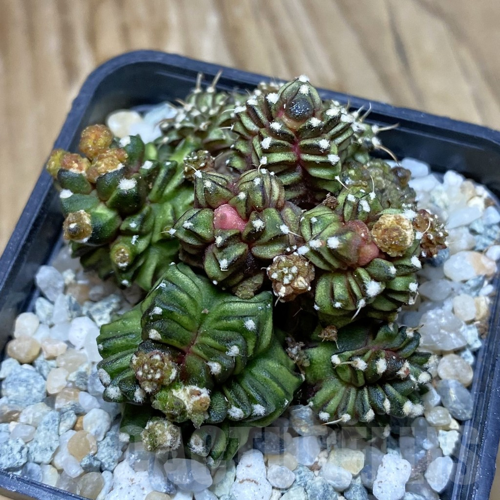 SH9589 Gymnocalycium mihanovichii 'Green Crocodile'