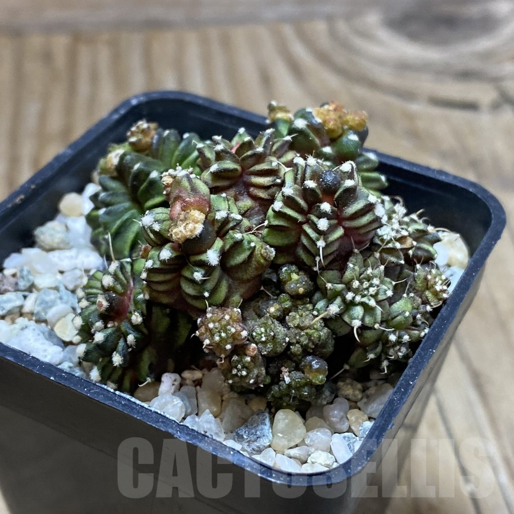 SH9589 Gymnocalycium mihanovichii 'Green Crocodile' - Image 2