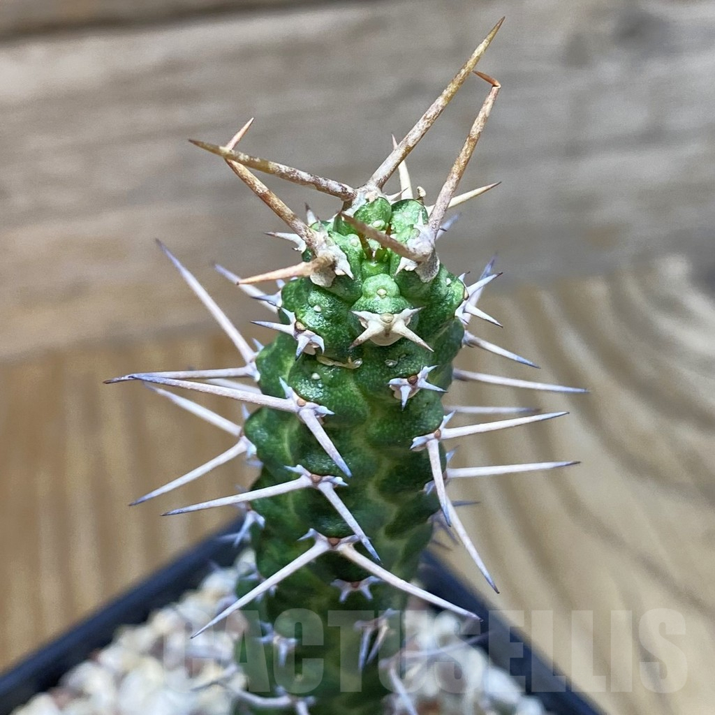 SH9535 Euphorbia ellenbeckii