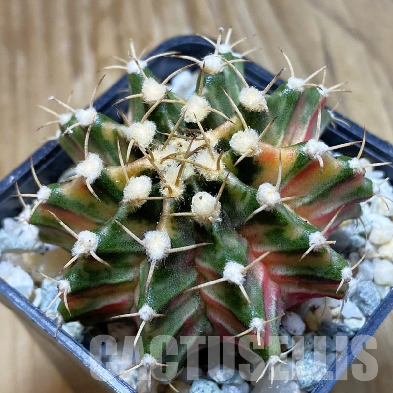 SH9591 Gymnocalycium mihanovichii 'Fantajia'