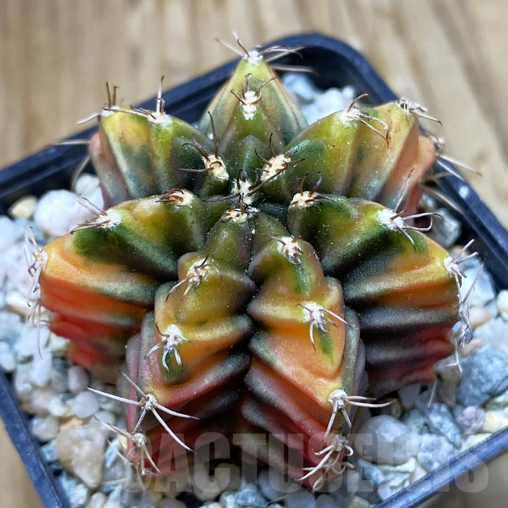 SH9592 Gymnocalycium mihanovichii ‘Root Beer’