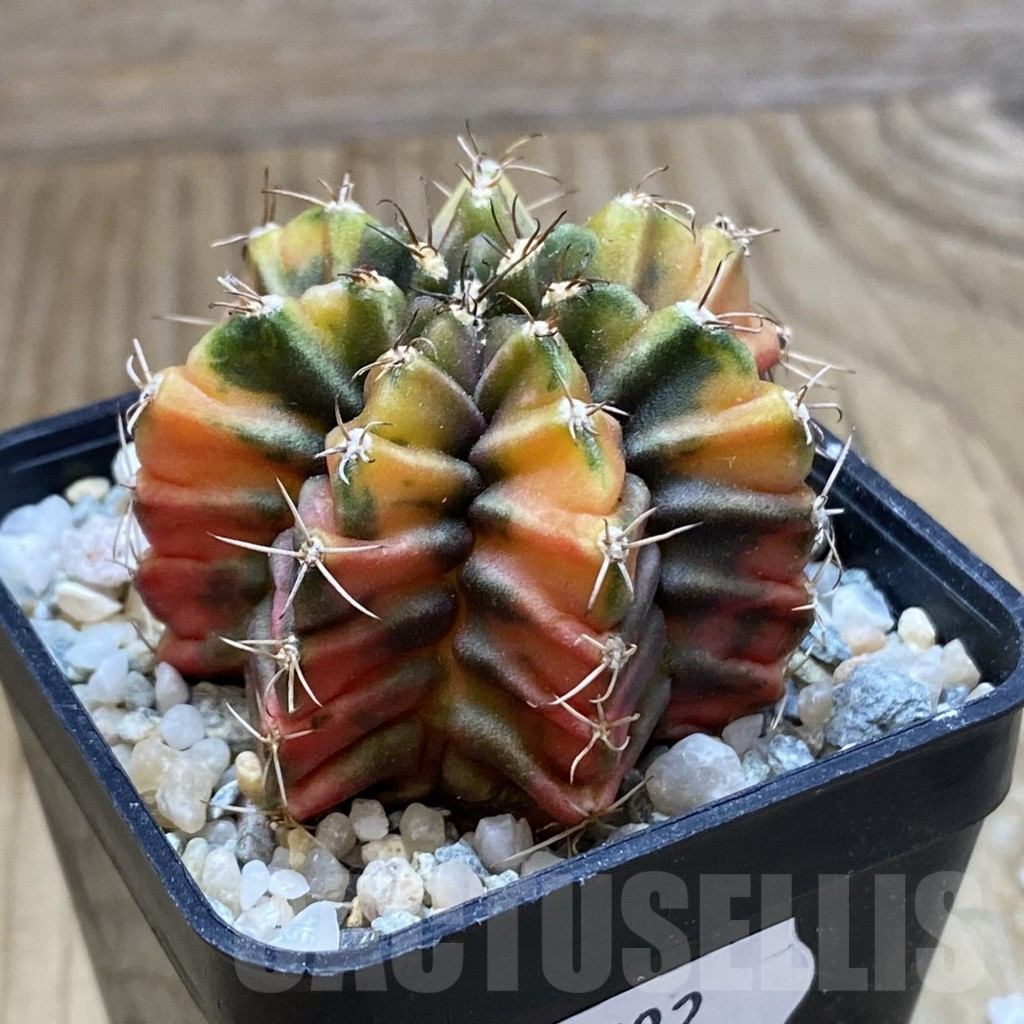 SH9592 Gymnocalycium mihanovichii ‘Root Beer’ - Image 2