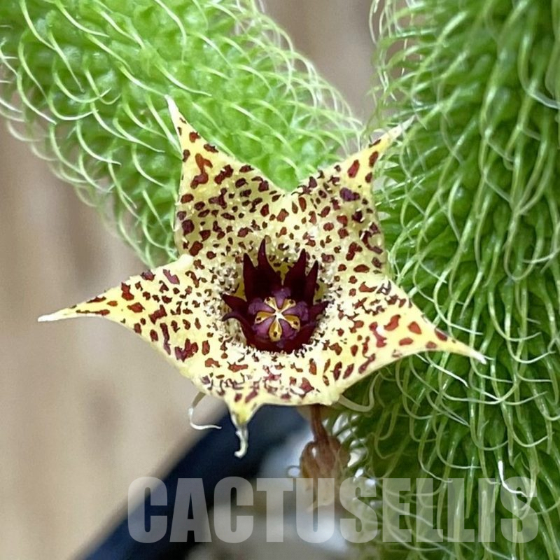 SH20012 Stapelianthus pilosus