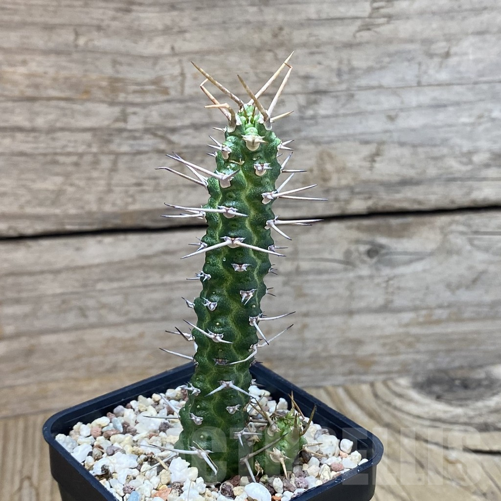 SH9535 Euphorbia ellenbeckii - Зображення 2