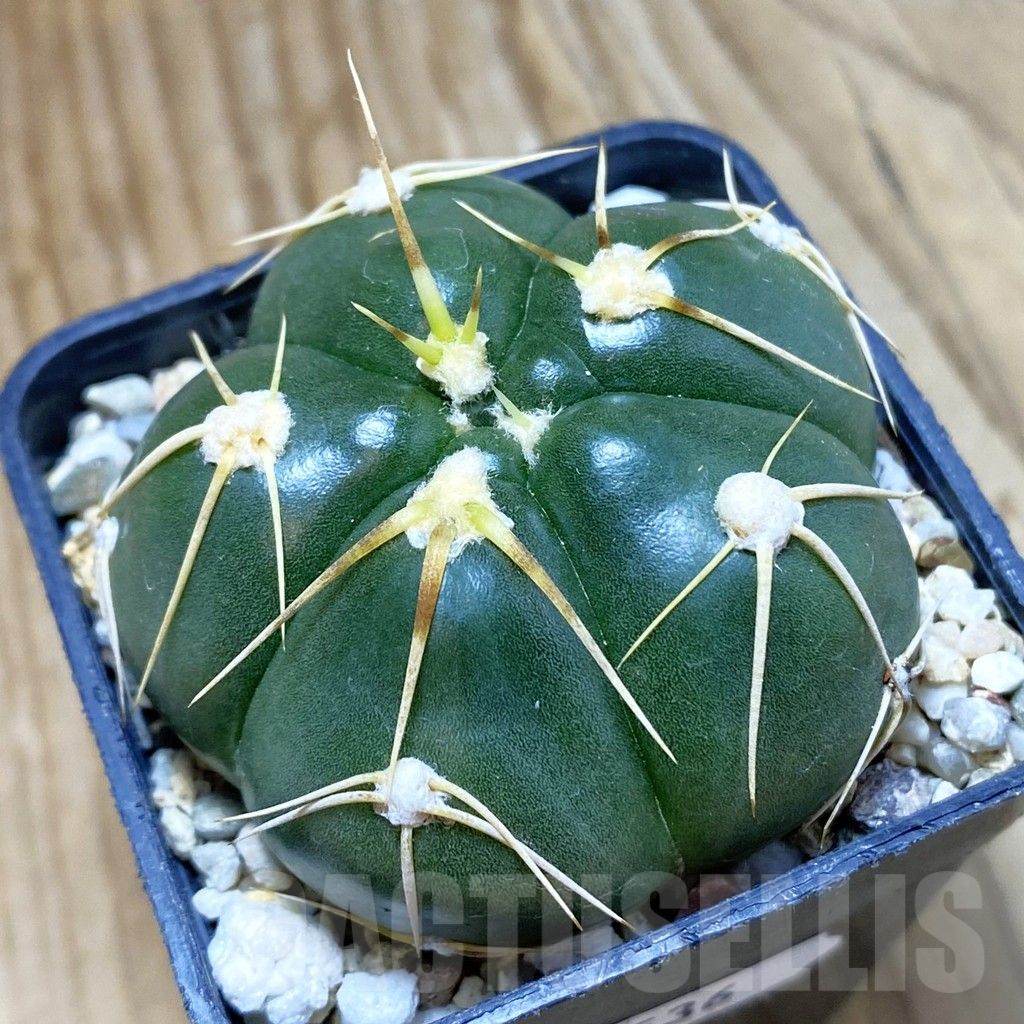 SH9536 Gymnocalycium denudatum GF 18