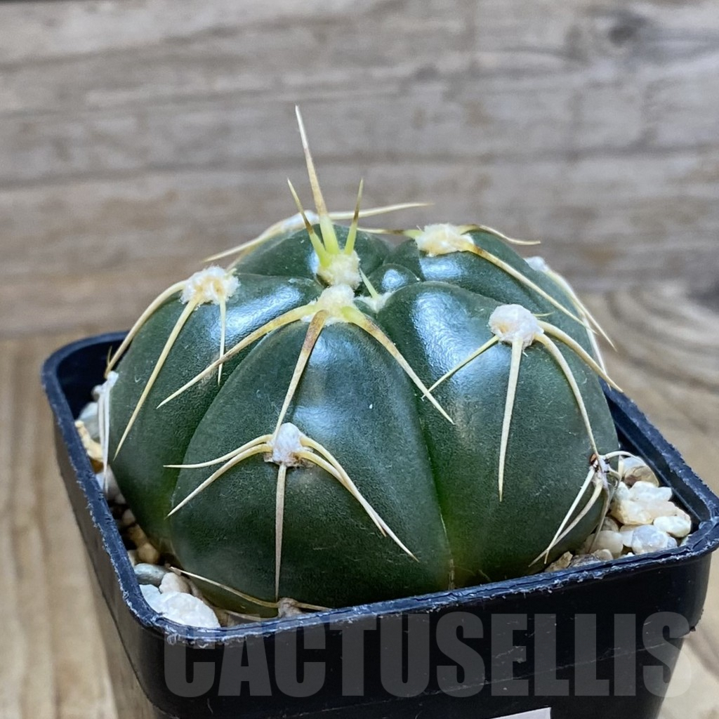 SH9536 Gymnocalycium denudatum GF 18 - Imagen 2