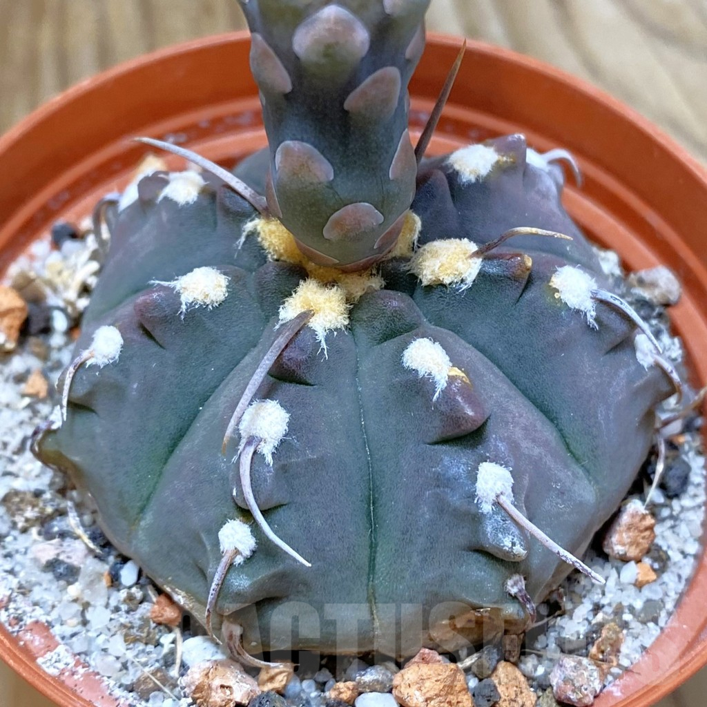 SH9537 Gymnocalycium vatteri -1 spines-