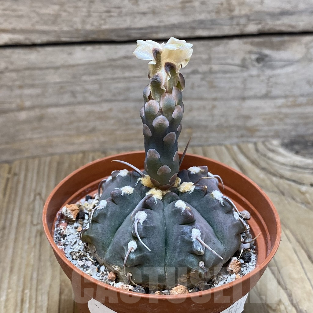 SH9537 Gymnocalycium vatteri -1 spines- - Imagen 2