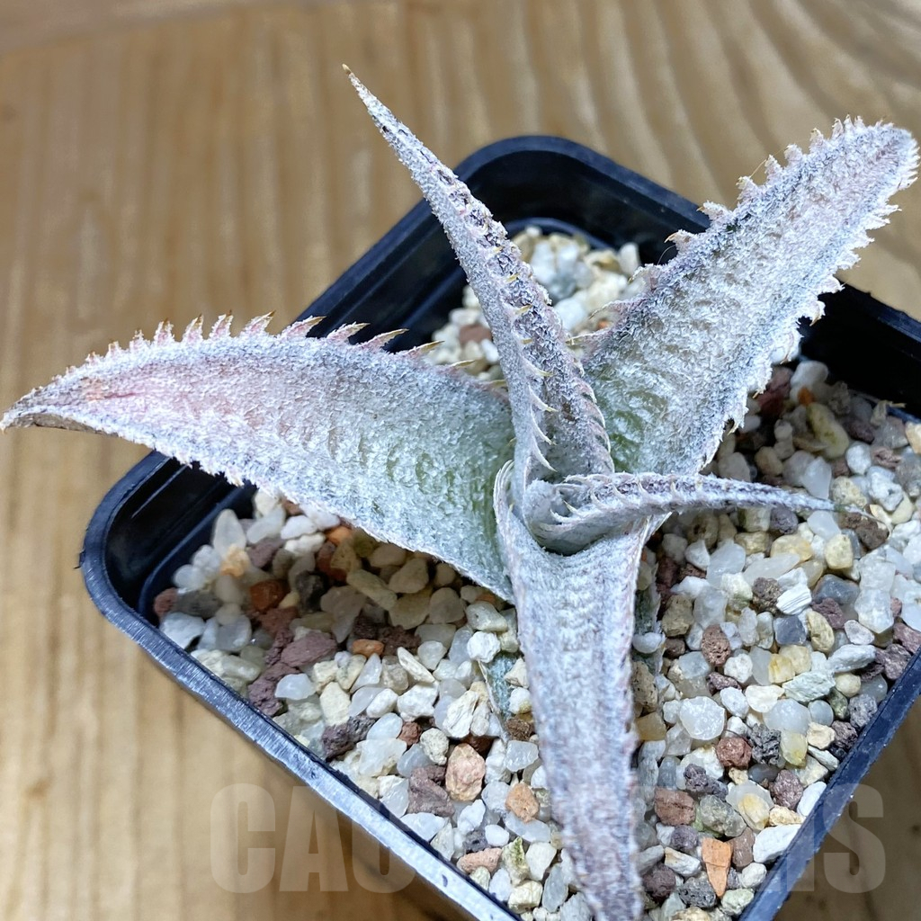 SH9540 Dyckia marnier-lapostollei ‘Pink Spine’