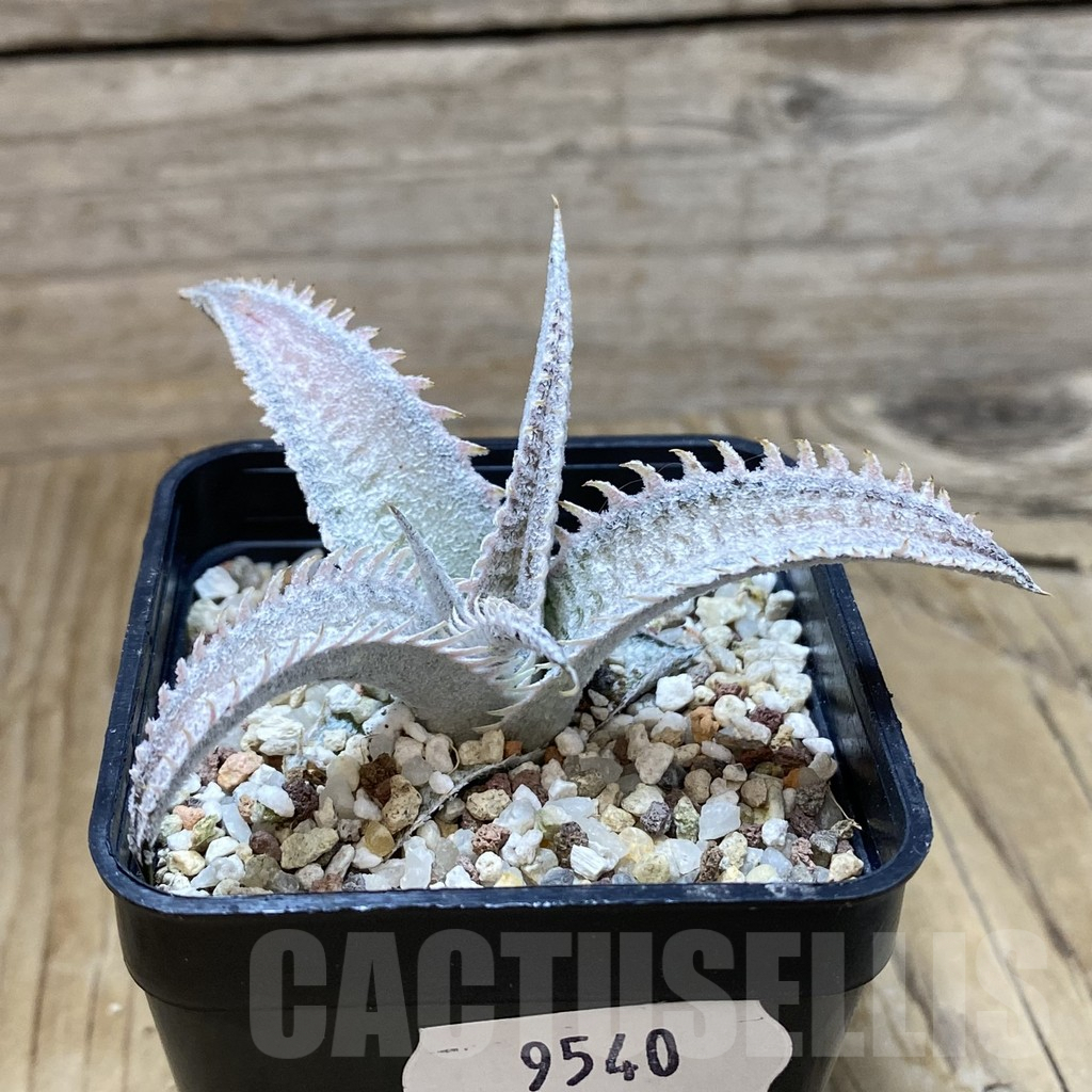 SH9540 Dyckia marnier-lapostollei ‘Pink Spine’ - Image 2