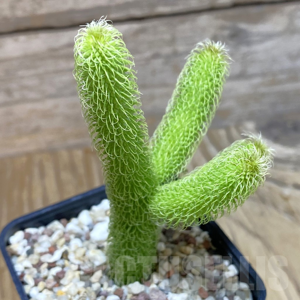 SH9530 Stapelianthus pilosus - immagine 2