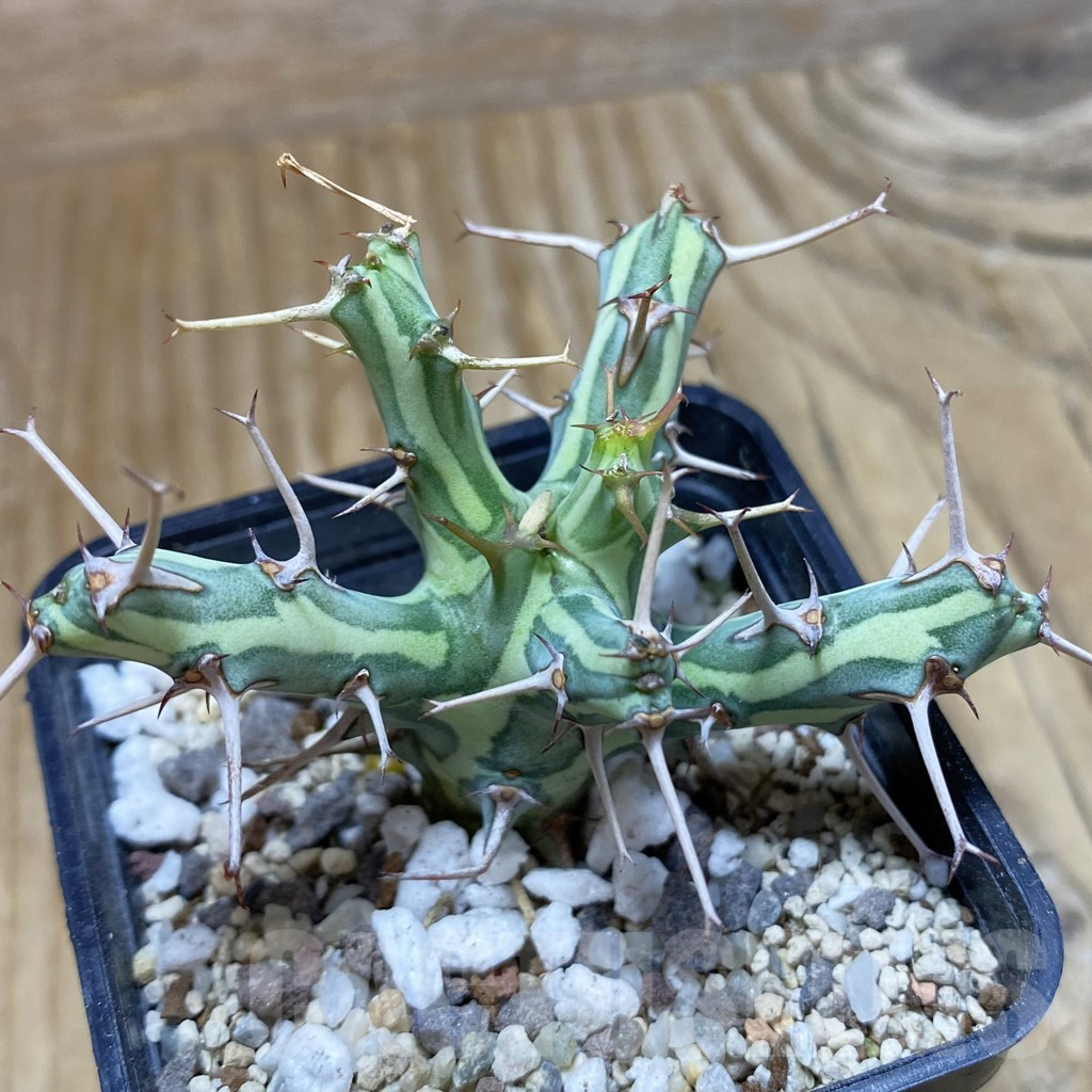 SH9545 Euphorbia schizacantha