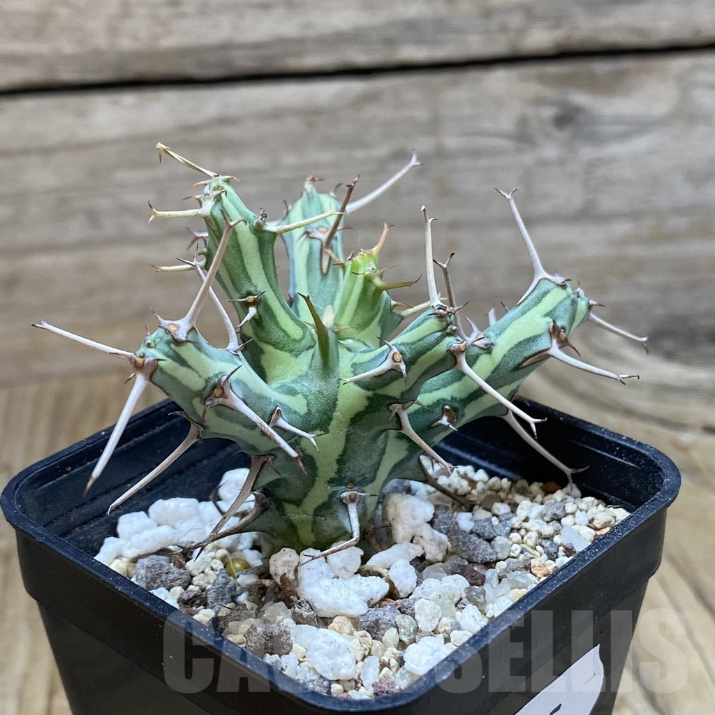SH9545 Euphorbia schizacantha - Obrázek 2