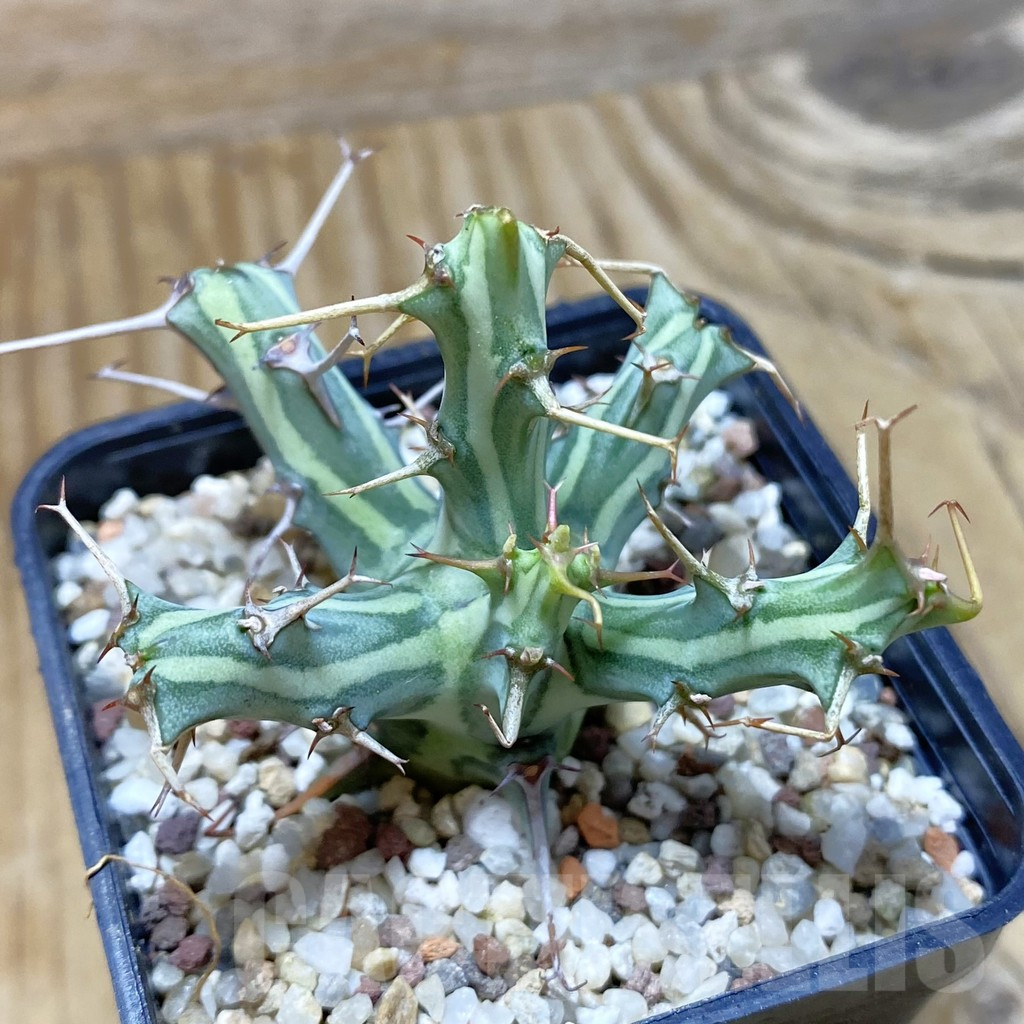 SH9546 Euphorbia schizacantha