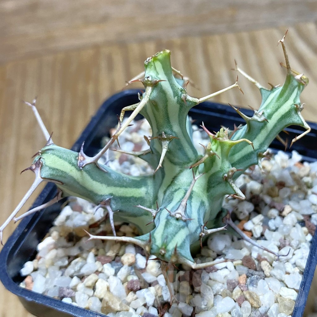 SH9546 Euphorbia schizacantha - Obrázek 2
