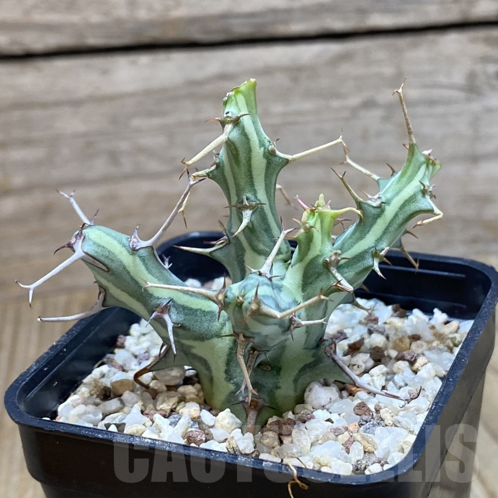 SH9546 Euphorbia schizacantha - Obrázek 3