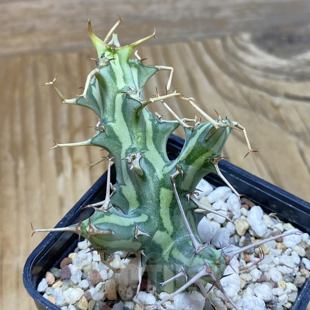SH9547 Euphorbia schizacantha
