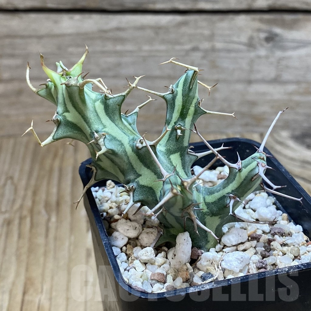 SH9547 Euphorbia schizacantha - 画像 (2)