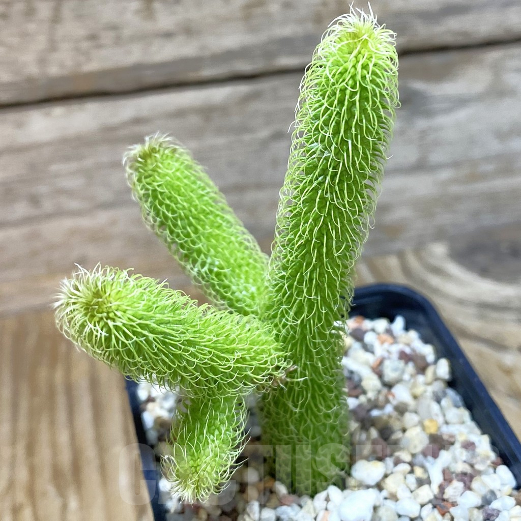 SH9530 Stapelianthus pilosus