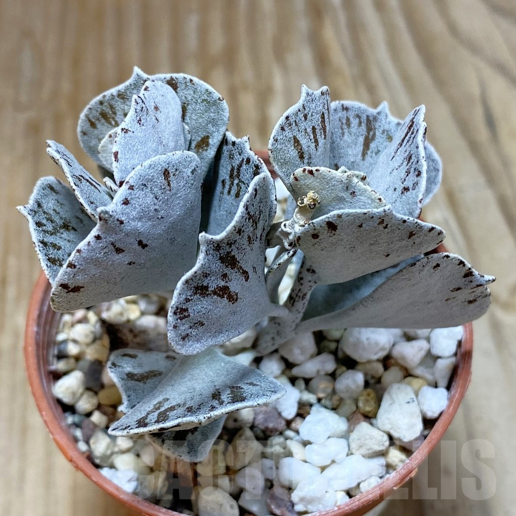SH9682 Kalanchoe rhombopilosa