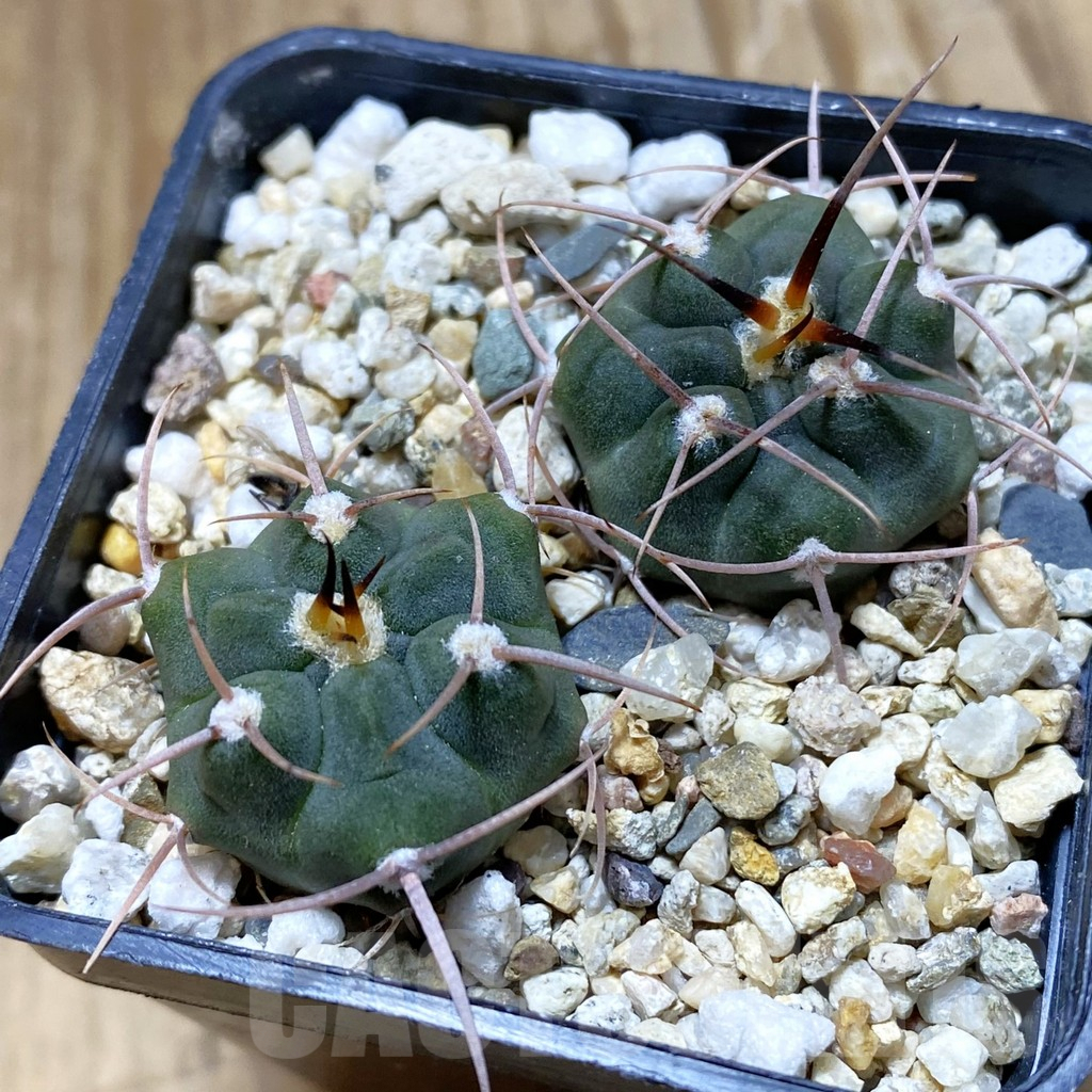 SH9652 Gymnocalycium tillianum VG 643, 2 plants