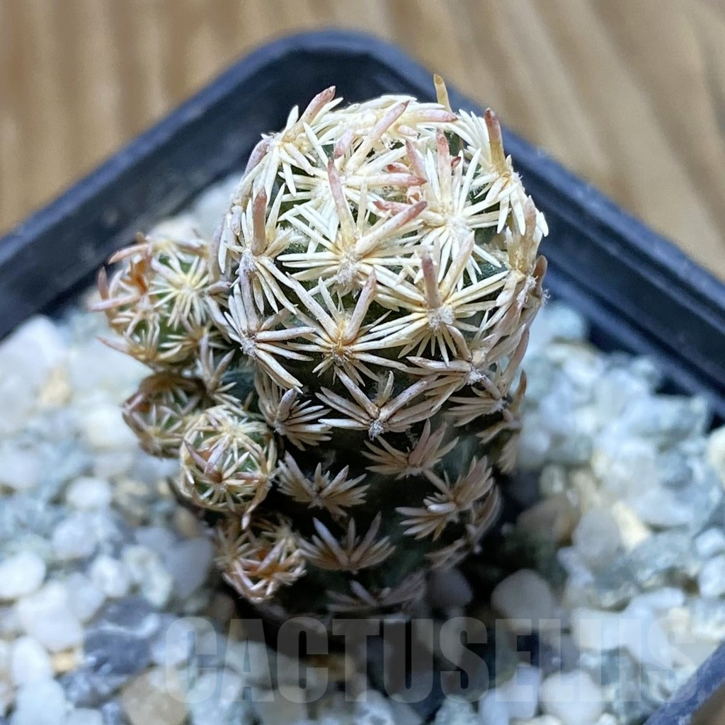 SH9685 Escobaria nellieae v. minima