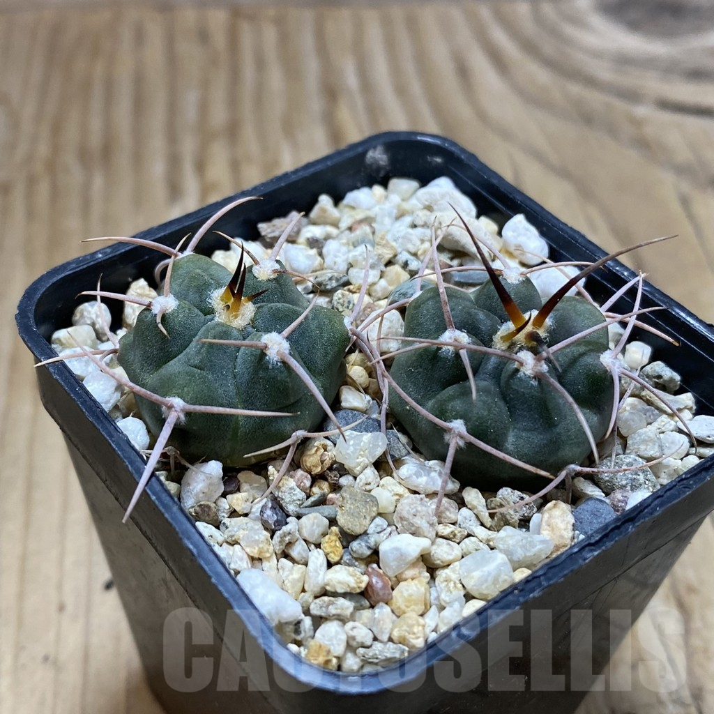 SH9652 Gymnocalycium tillianum VG 643, 2 plants - Obrázek 2