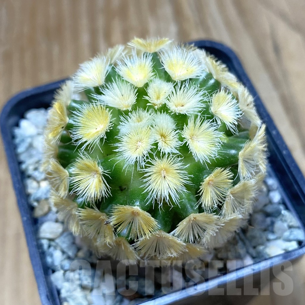 SH9689 Mammillaria carmenae ‘Buddha’, seedling