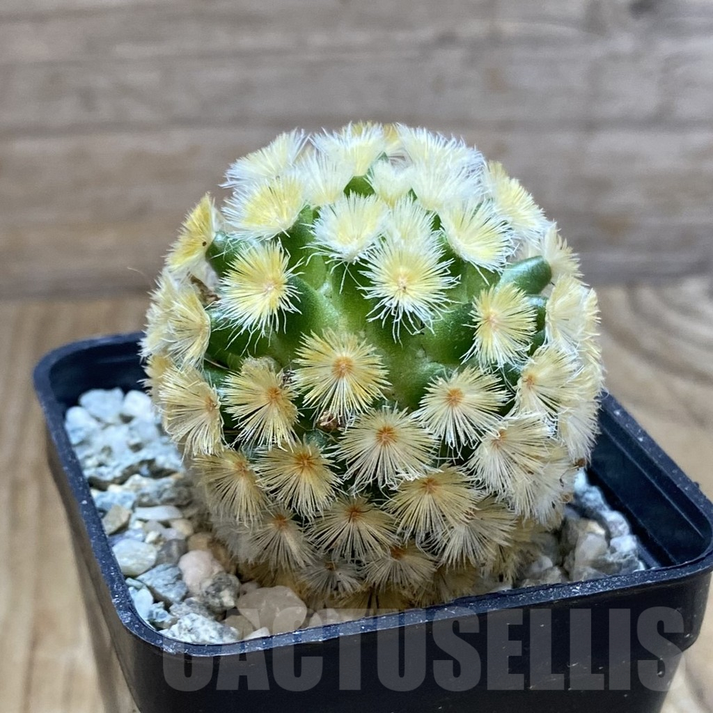 SH9689 Mammillaria carmenae ‘Buddha’, seedling - Obrázek 2