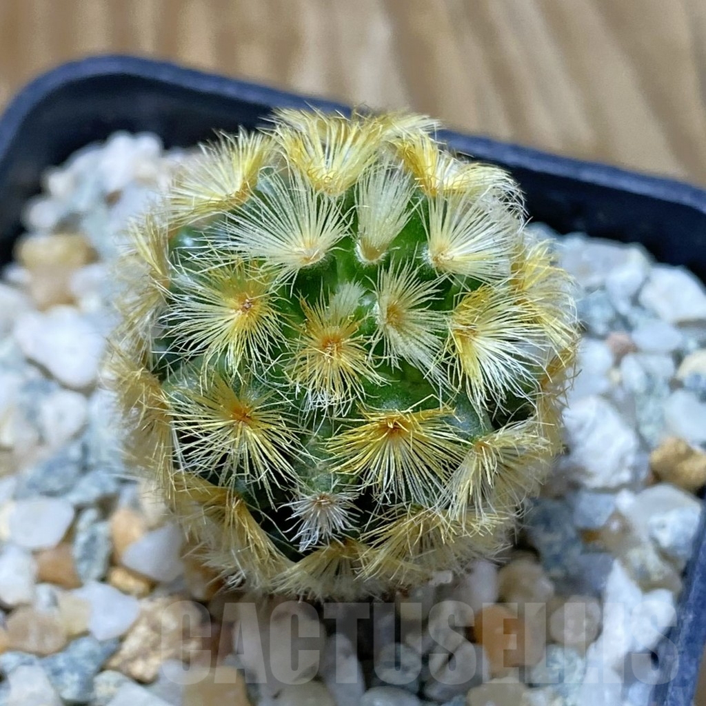 SH9690 Mammillaria carmenae ‘Buddha’, seedling