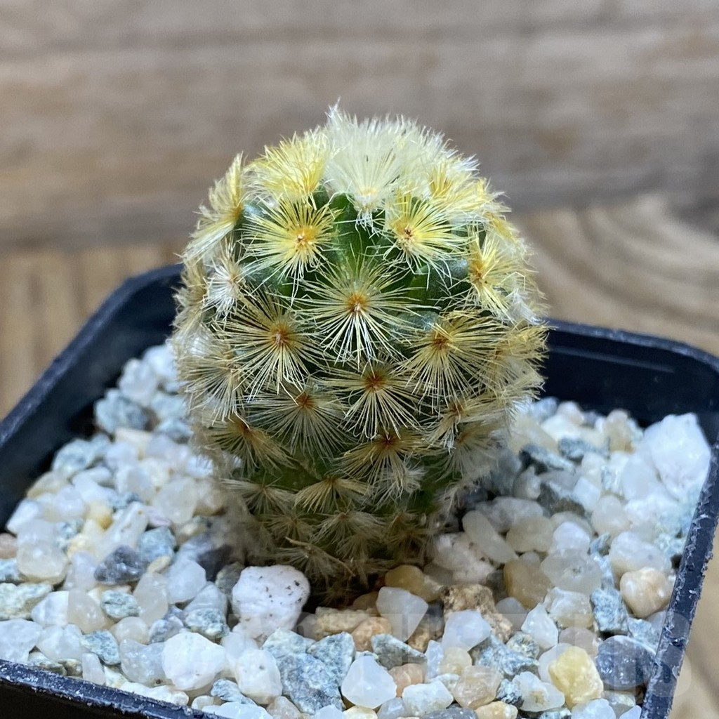 SH9690 Mammillaria carmenae ‘Buddha’, seedling - Obrázek 2