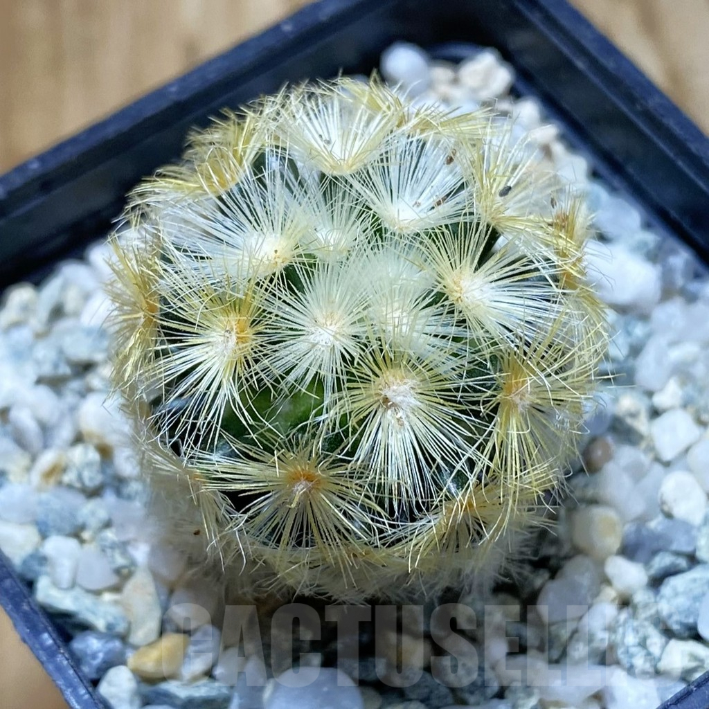 SH9691 Mammillaria carmenae ‘Buddha’, seedling