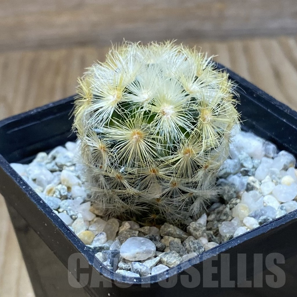 SH9691 Mammillaria carmenae ‘Buddha’, seedling - Image 2