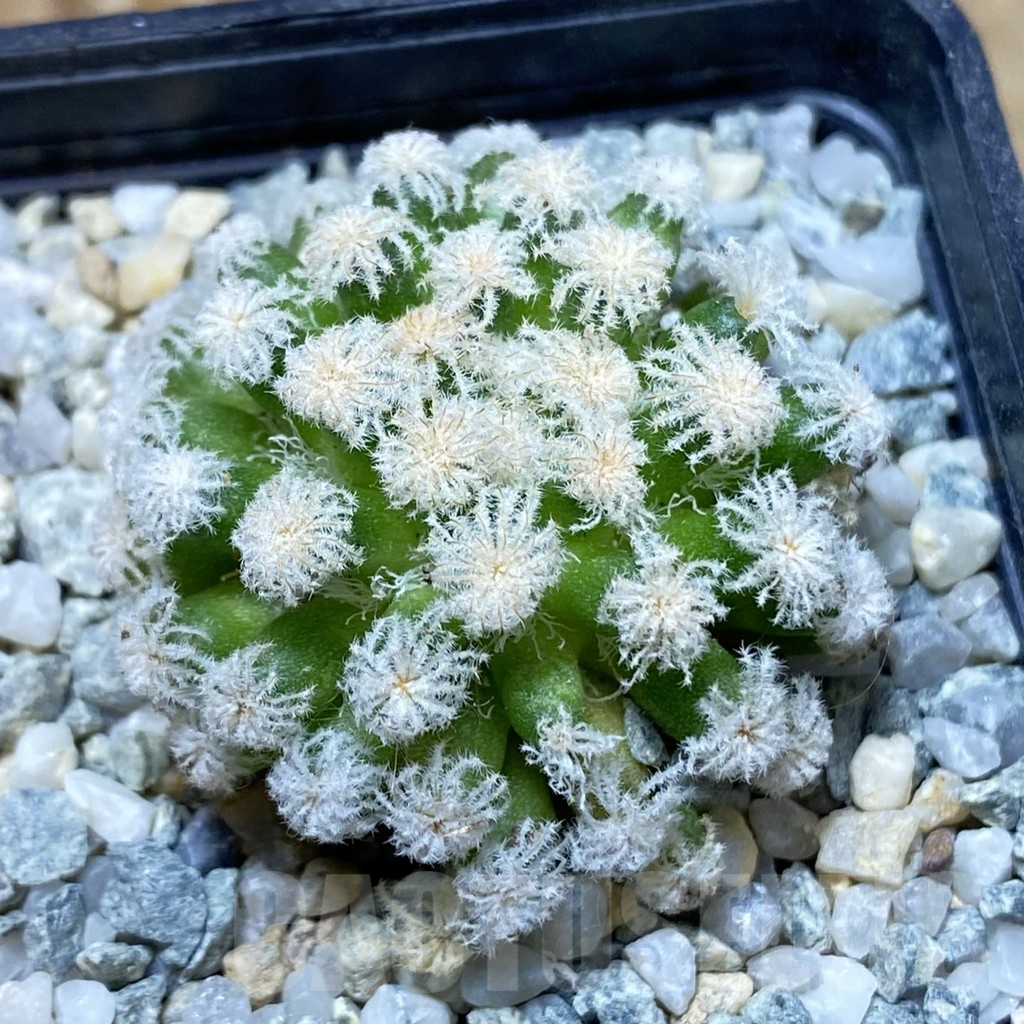 SH9692 Mammillaria plumosa ‘Snow’