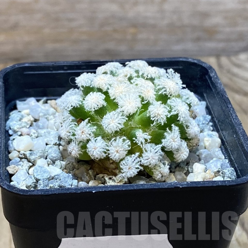 SH9692 Mammillaria plumosa ‘Snow’ - Image 2