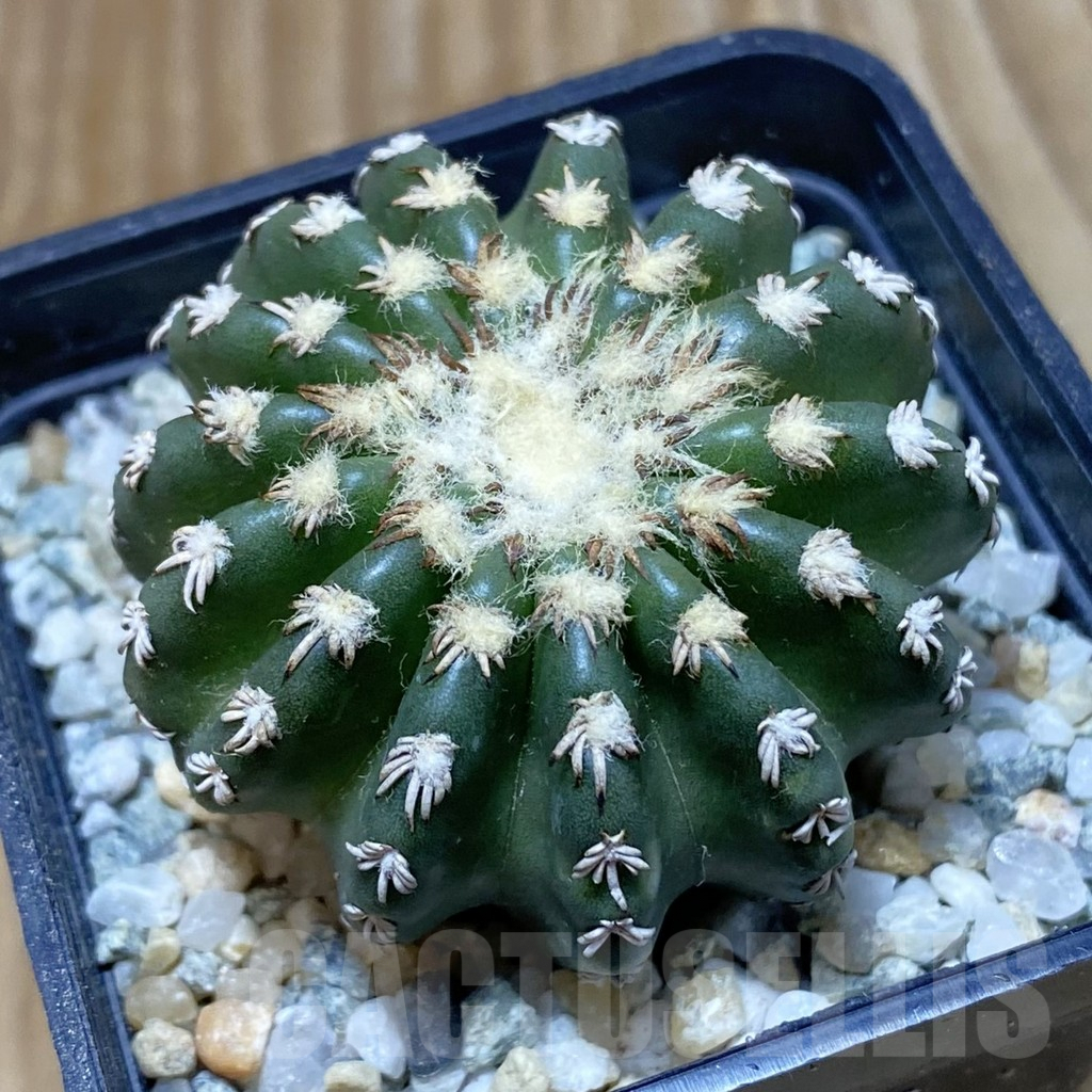 SH9693 Discocactus horstii